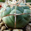 02 _Coryphantha_ poselgeriana 'valida' SB288 _03